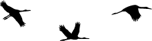 PAJAROS 1